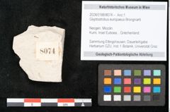 Foto (Objekt + Etikett) von Glyptostrobus europaeus Brongniarti (NHMW-GEO-2024-0188-8074)
